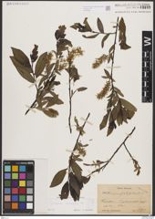Foto von Salix borealis Fr.